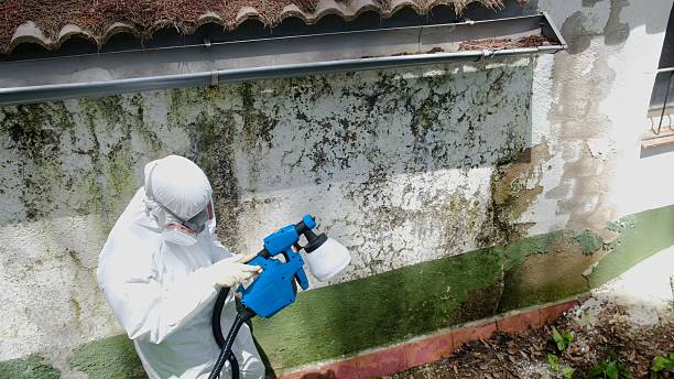 Trusted Basement Mold Remediation service in Moyock, NC - Cheap Mold Removal